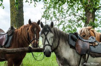 gosudarstvennoe regulirovanie i podderzhka konnogo turizma v regione kmv