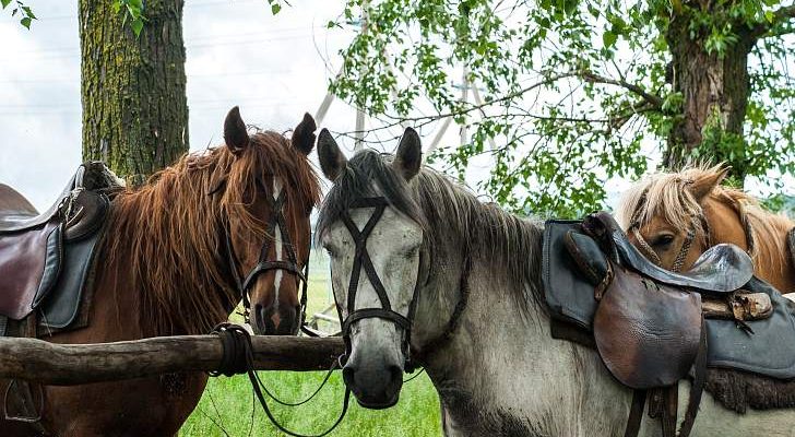 Государственное регулирование и поддержка конного туризма в регионе КМВ 7 gosudarstvennoe regulirovanie i podderzhka konnogo turizma v regione kmv