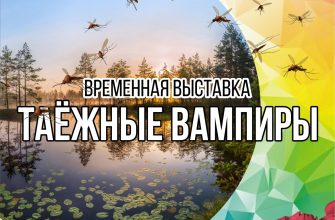 muzei i galerei essentukov privlechenie turistov kulturno prosvetitelskimi initsiativami