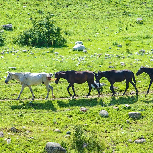 obuchenie i podgotovka kadrov dlya sfery konnogo turizma kmv